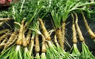 Zeytinyağlı Etli Şevketibostan Tarifi