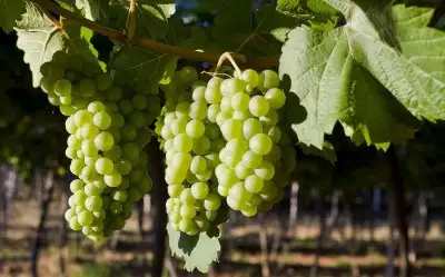 Chenin Blanc Üzümü