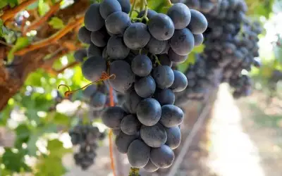 Öküzgözü Üzümü