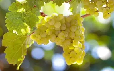 Riesling Üzümü