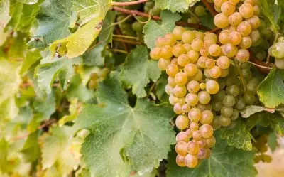 Sauvignon Blanc Üzümü