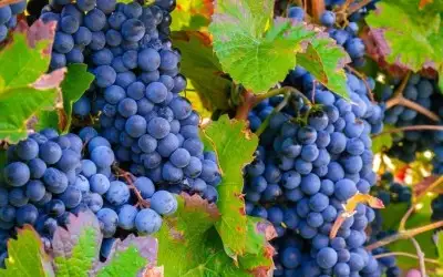 Şiraz (Syrah) Üzümü