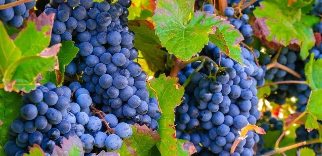 Şiraz (Syrah) Üzümü